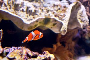 national aquarium parking