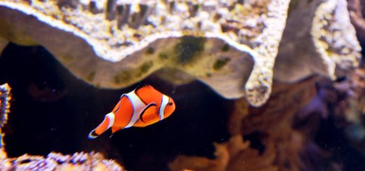 national aquarium parking