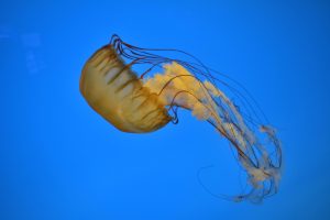 baltimore national aquarium