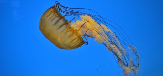 baltimore national aquarium