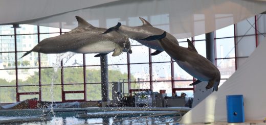 dolphin show baltimore