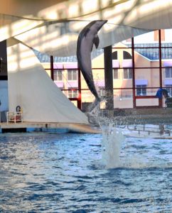 dolphin show baltimore