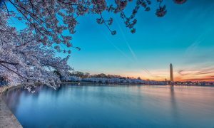 cherry blossom dc