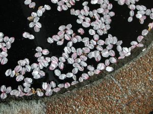 cherry blossom photos