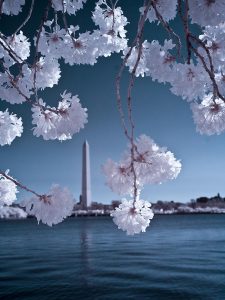 cherry blossom photos