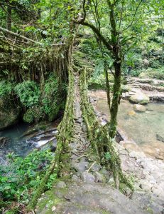 living root bridges