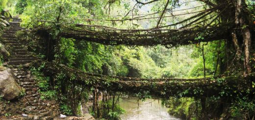 living root bridges
