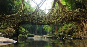 living root bridges