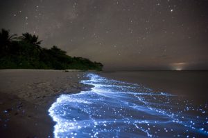 glowing beach