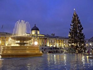 beautiful christmas trees