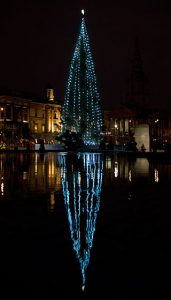 beautiful christmas trees