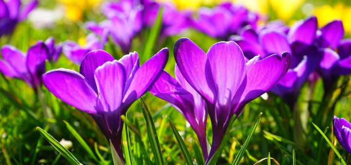 fun spring activities