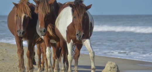 assateague island