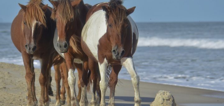 assateague island