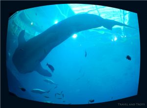 Georgia Aquarium in Atlanta