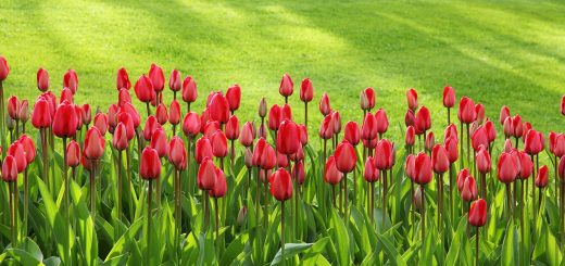 tulip festival in virginia
