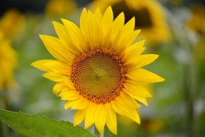 mckee beshers sunflowers poolesville