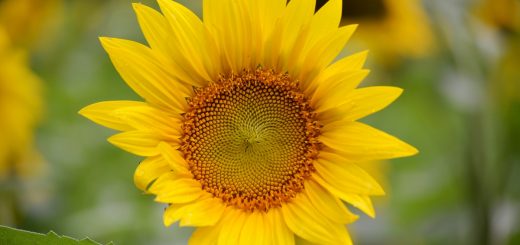 mckee beshers sunflowers poolesville