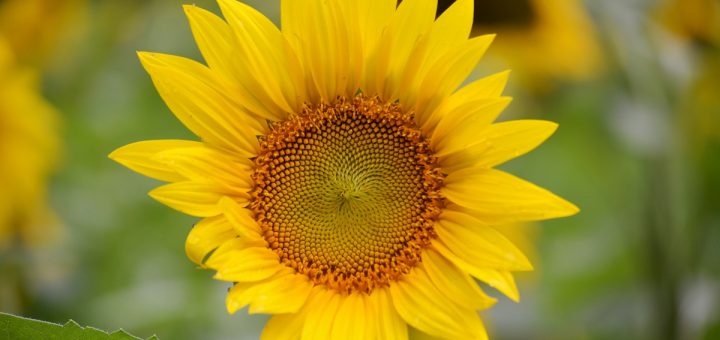 mckee beshers sunflowers poolesville