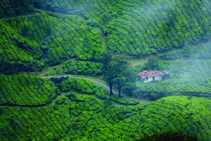 tourist attractions in munnar